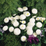 Тассо біла (white) насіння маргаритки (стокротки) (Benary)
