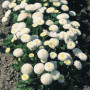 Тассо біла (white) насіння маргаритки (стокротки) (Benary)