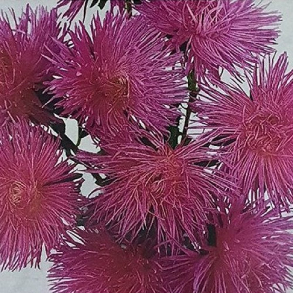 Валкірія рожева (Pink) насіння айстри (Satimex)