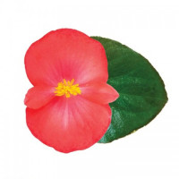 Вікінг F1 (Viking F1) Coral Flame on Green насіння бегонії (Sakata)