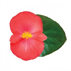 Вікінг F1 (Viking F1) Coral Flame on Green насіння бегонії (Sakata)