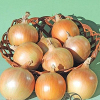 Вуельта F1 насіння цибулі ріпчастої пізньої 130 дн. жовтої (Takii Seeds)