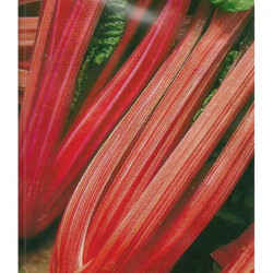Вулкан семян мангольда (GL Seeds)