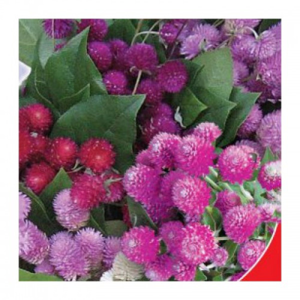 Сунична галявина насіння гомфрени (GL Seeds)