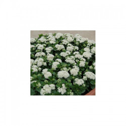 Алоха F1 білий (white) насіння агератума (Hem Genetics)