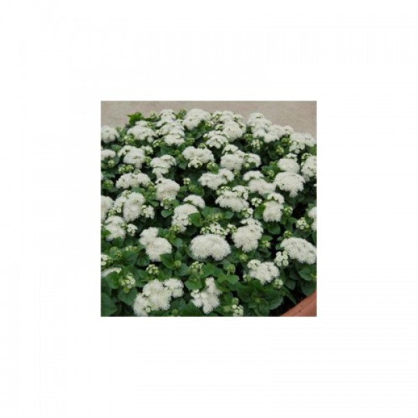 Алоха F1 білий (white) насіння агератума (Hem Genetics)