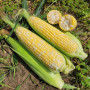 Акведук F1 семена кукурузы суперсладкой Sh2 биколор (Lark Seeds)