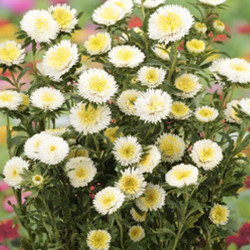 Арлекін білий (White) насіння айстри (Satimex)