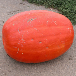 Голіаш (Атлант) насіння гарбуза (Moravoseed)