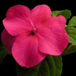 Баланс F1 рожевий (rose) насіння бальзаміну (Hem Genetics)