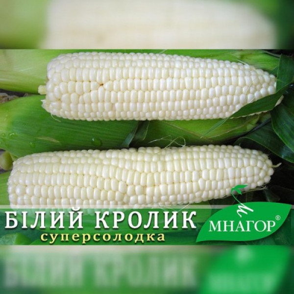 Белый кролик F1 семена кукурузы суперсладкой Sh2 (Мнагор)