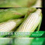 Белый кролик F1 семена кукурузы суперсладкой Sh2 (Мнагор)