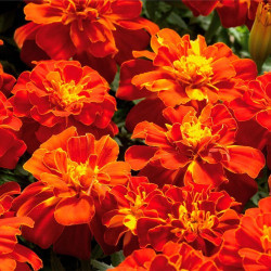Болеро насіння чорнобривців (Floragran)