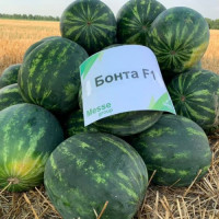 Бонта F1 (Bonta F1) семена арбуза раннего (Seminis)