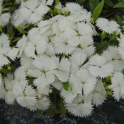 Чіба F1 (Чібо F1) біла (white) насіння гвоздики міжвидової (Hem Genetics)