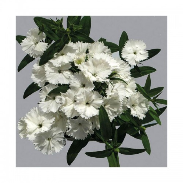 Чіба F1 (Чібо F1) біла (white) насіння гвоздики міжвидової (Hem Genetics)