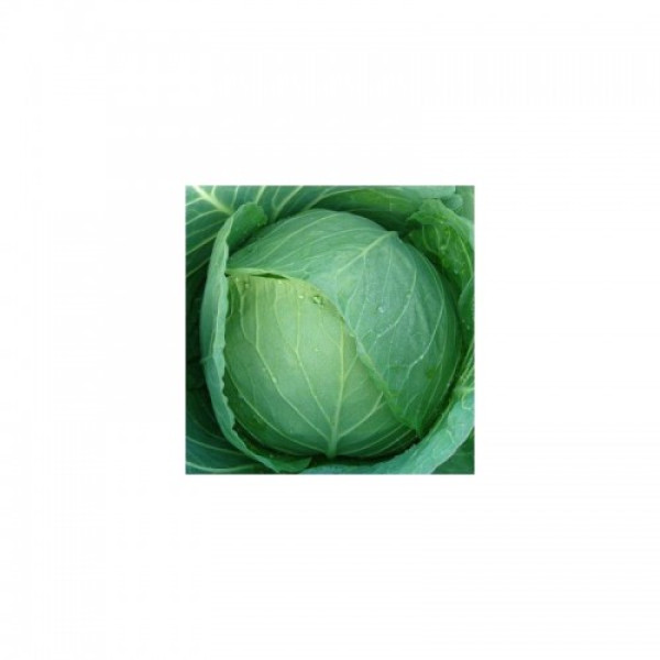 Чірз F1 насіння капусти білоголової (Takii Seeds)