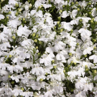 Дворец белый (white) семена лобелии (Benary)