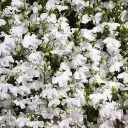 Палац білий (white) насіння лобелії (Benary)