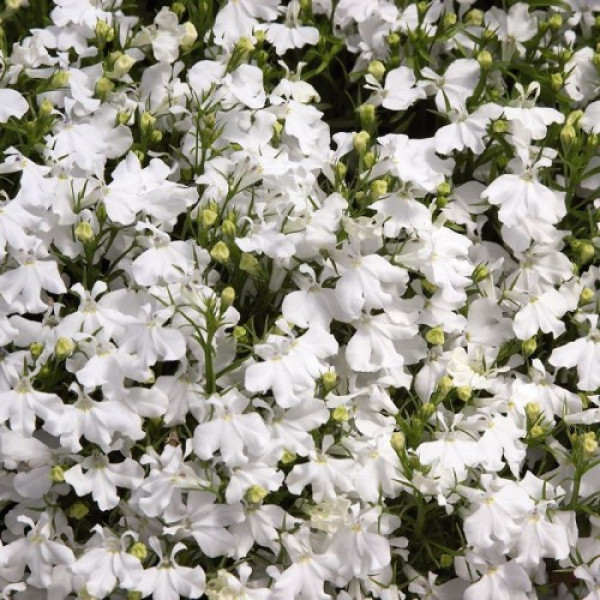 Палац білий (white) насіння лобелії (Benary)