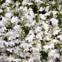 Палац білий (white) насіння лобелії (Benary)