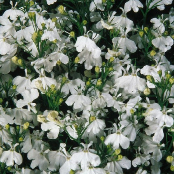 Палац білий (white) насіння лобелії (Benary)