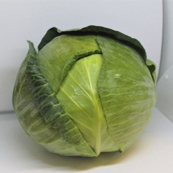 ЕС 2144 F1 насіння капусти білоголової (Ergon seeds)