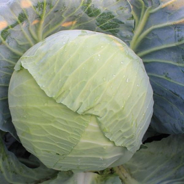 ЕС 2144 F1 насіння капусти білоголової (Ergon seeds)