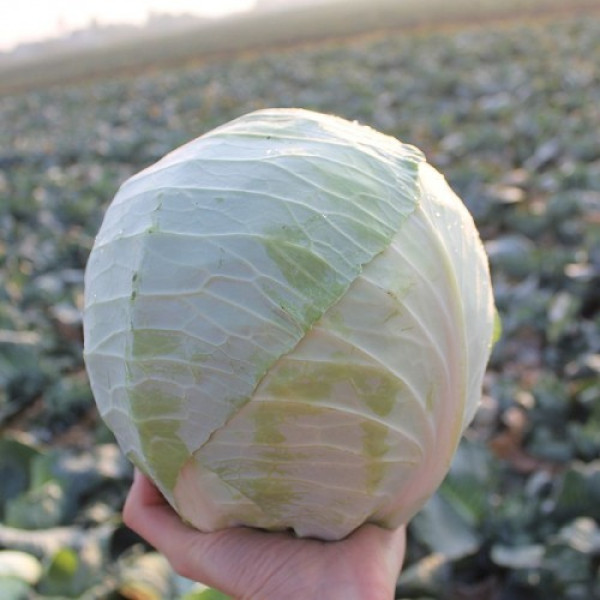 ЕС 2144 F1 насіння капусти білоголової (Ergon seeds)