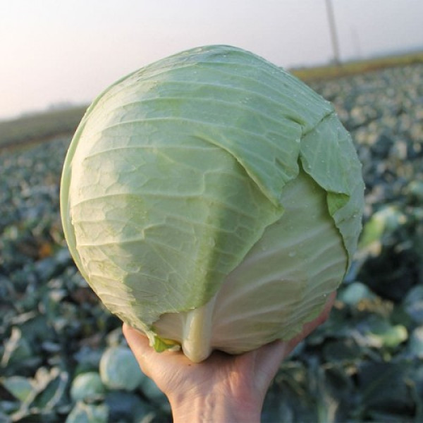 ЕС 2144 F1 насіння капусти білоголової (Ergon seeds)