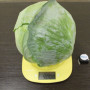 ЕС 2144 F1 насіння капусти білоголової (Ergon seeds)