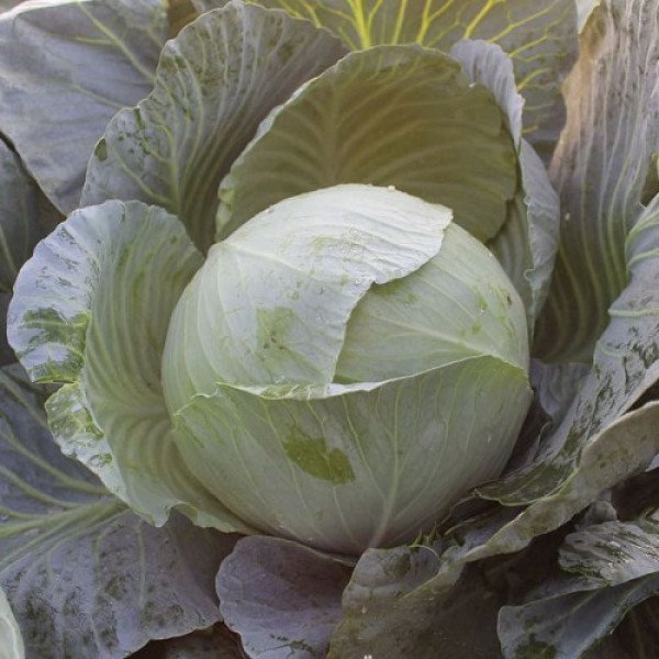 ЕС 2144 F1 насіння капусти білоголової (Ergon seeds)