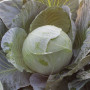 ЕС 2144 F1 насіння капусти білоголової (Ergon seeds)