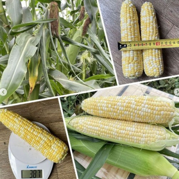 Эскорт F1 (ESB76F1) семена кукурузы суперсладкой Sh2 биколор (Lark Seeds)