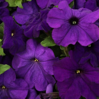 Эспрессо гранде Блу F1 (Blue) семена петунии грандифлора (Floranova)