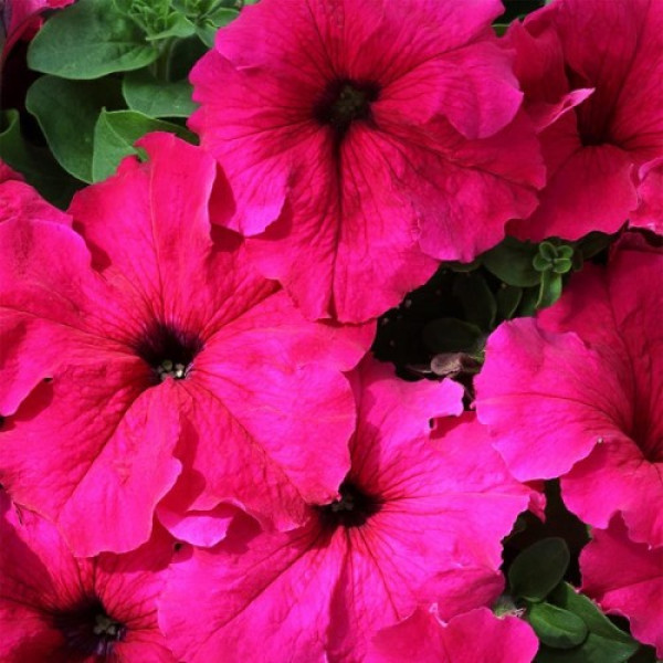Еспресо гранде Діп Роуз F1 (Deep Rose) насіння петунії грандіфлора (Floranova)