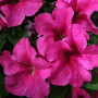 Еспресо гранде Пінк F1 (Pink) насіння петунії грандіфлора (Floranova)