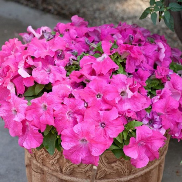 Еспресо гранде Пінк F1 (Pink) насіння петунії грандіфлора (Floranova)