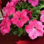 Еспресо гранде Пінк F1 (Pink) насіння петунії грандіфлора (Floranova)