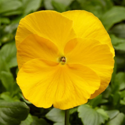 Фіно F1 жовта (Yellow) насіння віоли (Syngenta)