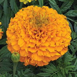Гаваї помаранчеві (orange) насіння чорнобривців (Floragran)