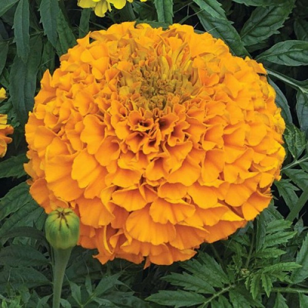 Гаваї помаранчеві (orange) насіння чорнобривців (Floragran)