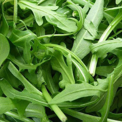 Вайлд Рокет насіння руколи дикої (Hortus)