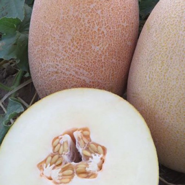 Еми F1 (INX 1037 F1) семена дыни (Innova Seeds)