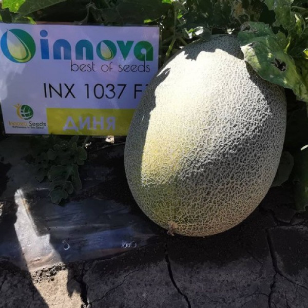 Еми F1 (INX 1037 F1) семена дыни (Innova Seeds)