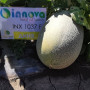 Еми F1 (INX 1037 F1) семена дыни (Innova Seeds)