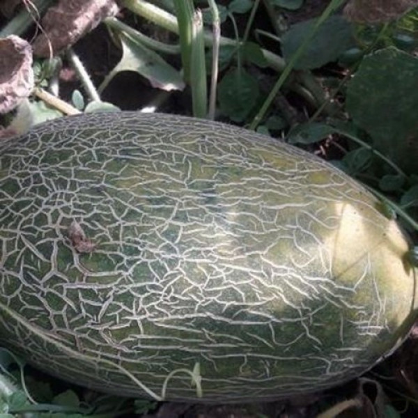 Еми F1 (INX 1037 F1) семена дыни (Innova Seeds)