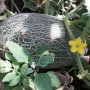 Еми F1 (INX 1037 F1) семена дыни (Innova Seeds)