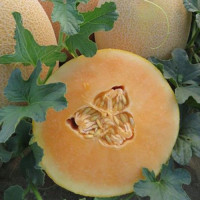 Алиша F1 (INX 1077 F1) семена дыни (Innova Seeds)