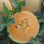 Алиша F1 (INX 1077 F1) семена дыни (Innova Seeds)